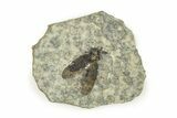 Detailed Fossil March Fly (Plecia) - Wyoming #245637-1